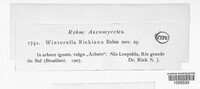 Image of Winterella rickiana